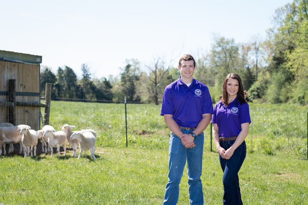 Students and Sheep