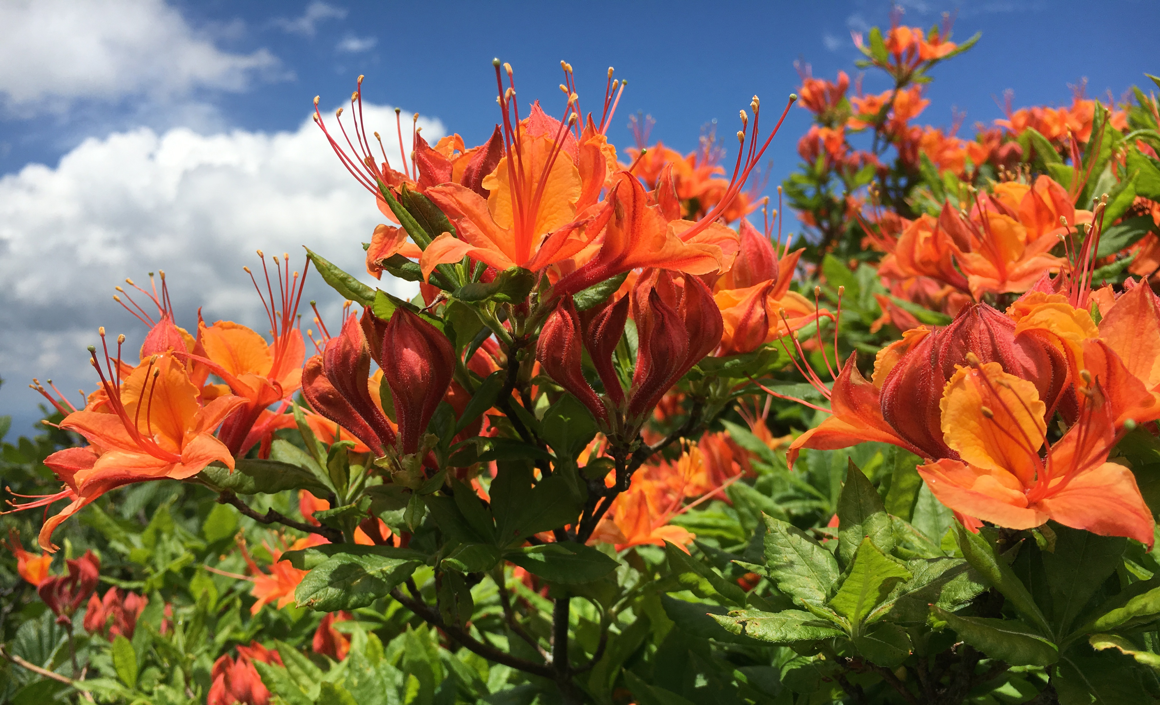 Orange flowers in the sunshine against a blue sky