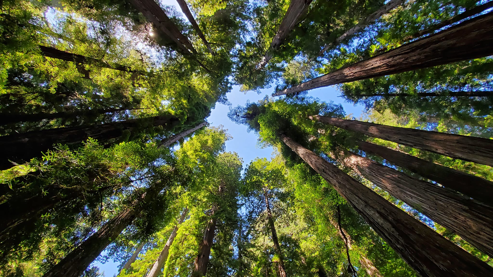 an upward view of the forest canopy as seen from the forest floor