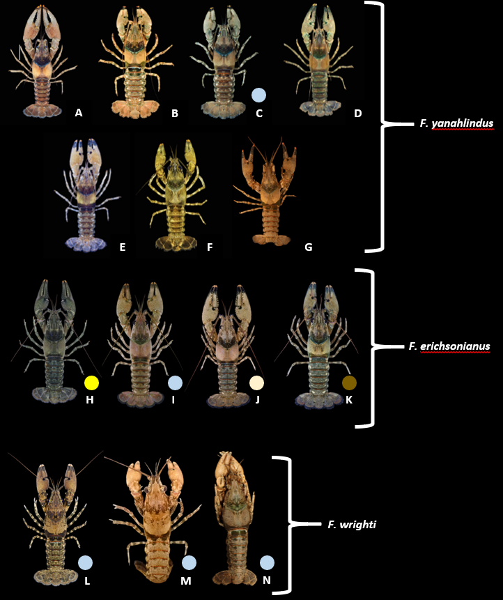 Brooke Grubb's Crayfish Figure